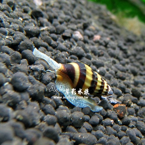 【AC草影】鑽紋螺【一顆】殺手螺 吃螺的螺 除螺 清潔螺類 吃蝸牛 除颳-細節圖4