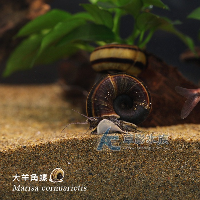 【AC草影】 大羊角螺 【三顆】-細節圖2