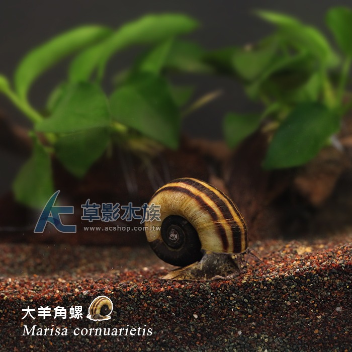 【AC草影】 大羊角螺 【三顆】-細節圖3