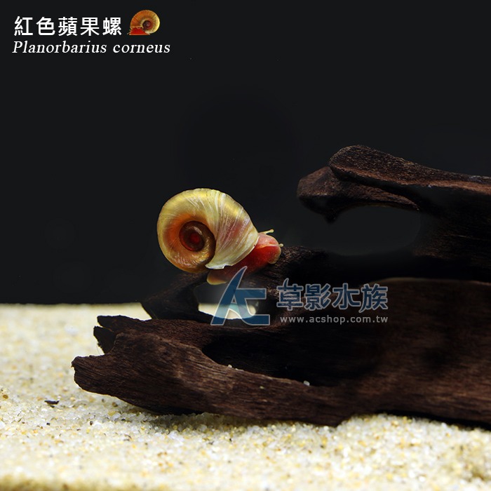 【AC草影】紅蘋果螺【一份】觀賞螺 除藻螺 清潔螺 魚缸螺-細節圖2