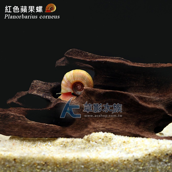 【AC草影】紅蘋果螺【一份】觀賞螺 除藻螺 清潔螺 魚缸螺-細節圖3
