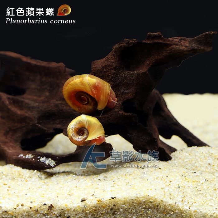 【AC草影】紅蘋果螺【一份】觀賞螺 除藻螺 清潔螺 魚缸螺-細節圖4
