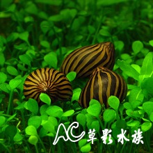 【AC草影】皇冠斑馬螺 【五顆】-細節圖2