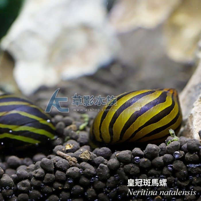 【AC草影】皇冠斑馬螺 【五顆】-細節圖3