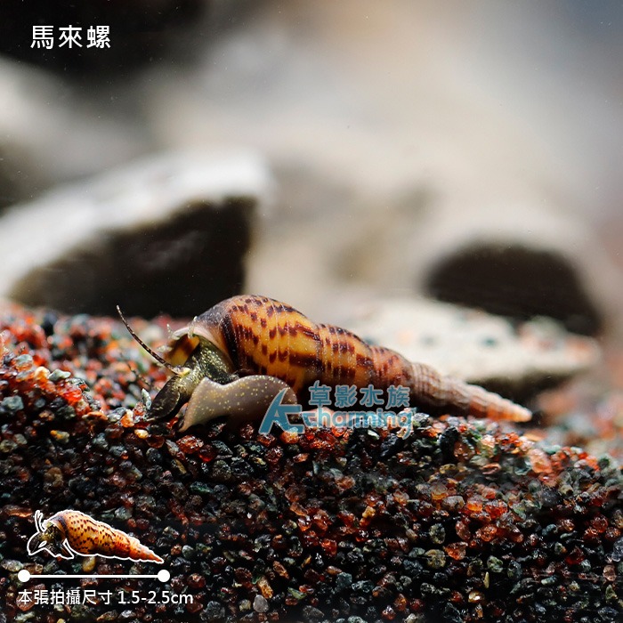 【AC草影】馬來螺【一顆】吃殘餌 吃青苔 觀賞螺 吃魚吃不完的飼料 瘤擬黑螺-細節圖2