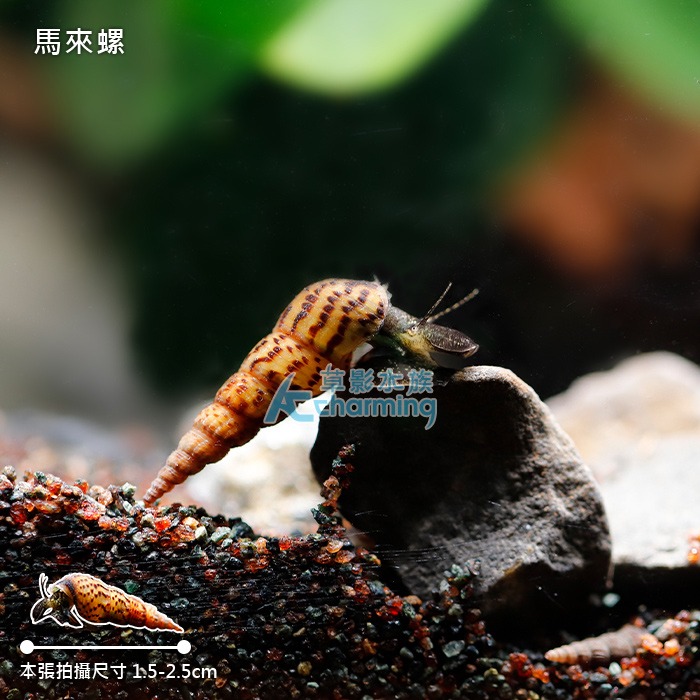 【AC草影】馬來螺【一顆】吃殘餌 吃青苔 觀賞螺 吃魚吃不完的飼料 瘤擬黑螺-細節圖3