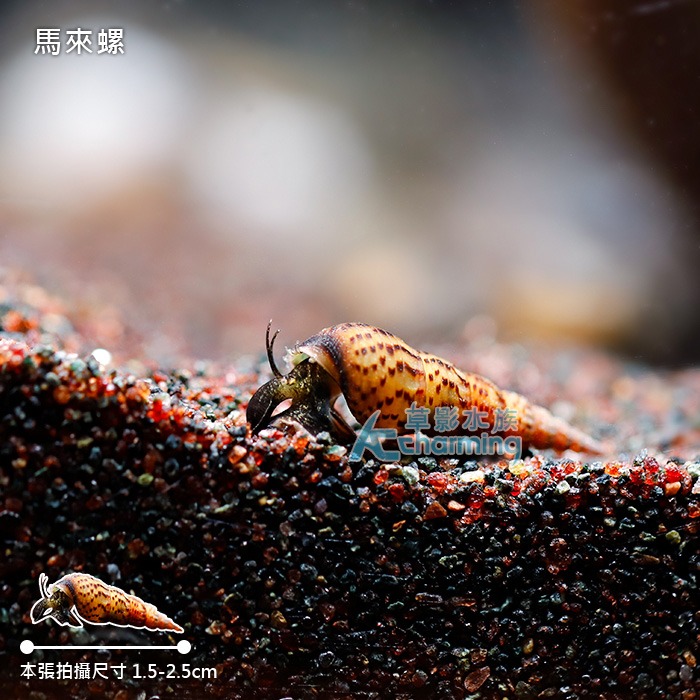 【AC草影】馬來螺【一顆】吃殘餌 吃青苔 觀賞螺 吃魚吃不完的飼料 瘤擬黑螺-細節圖4