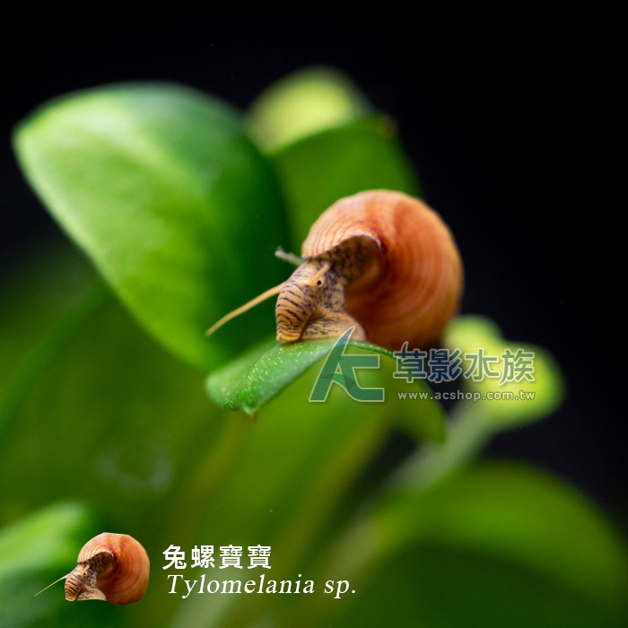 【AC草影】兔螺寶寶【一顆】-細節圖2