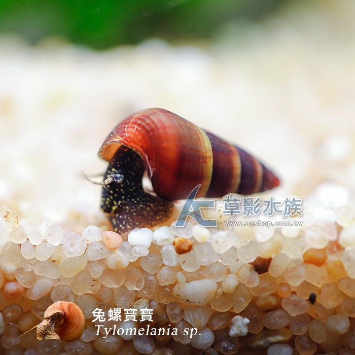 【AC草影】兔螺寶寶【一顆】-細節圖3