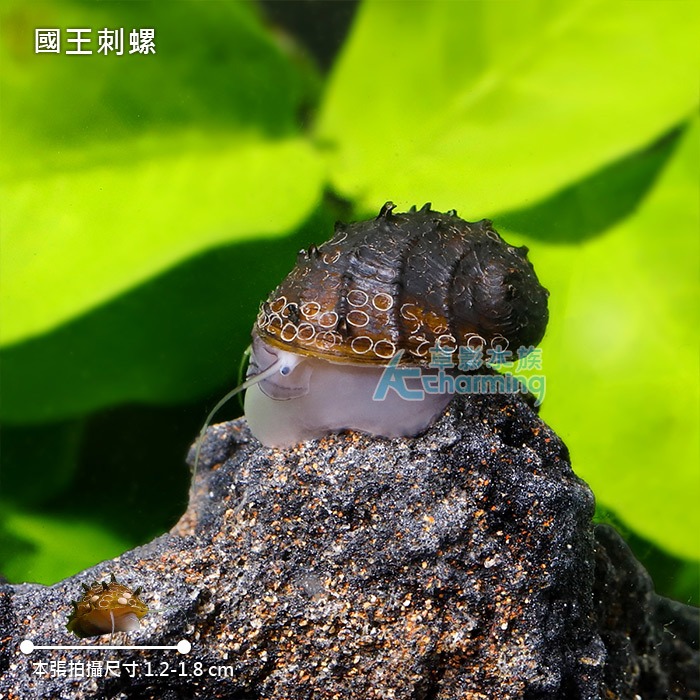 【AC草影】國王刺螺【一顆】觀賞螺 刺螺-細節圖2