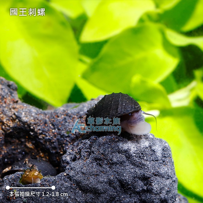 【AC草影】國王刺螺【一顆】觀賞螺 刺螺-細節圖3