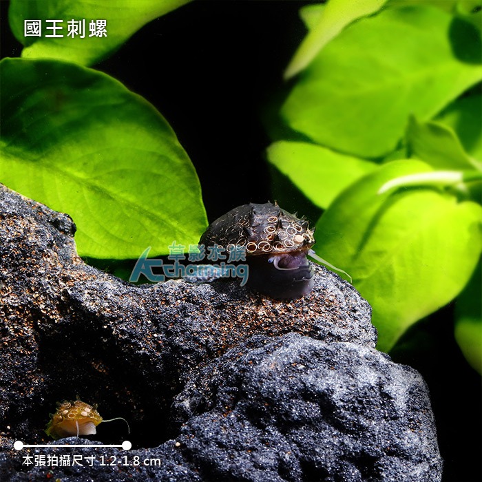【AC草影】國王刺螺【一顆】觀賞螺 刺螺-細節圖4