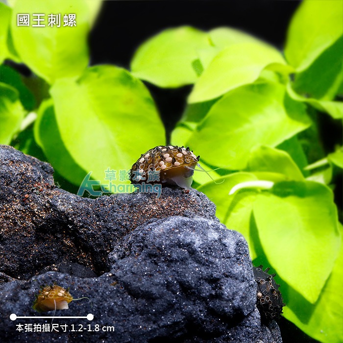 【AC草影】國王刺螺【一顆】觀賞螺 刺螺-細節圖5
