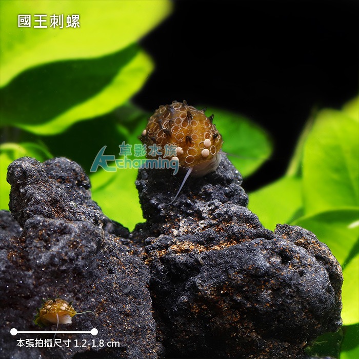 【AC草影】國王刺螺【一顆】觀賞螺 刺螺-細節圖6