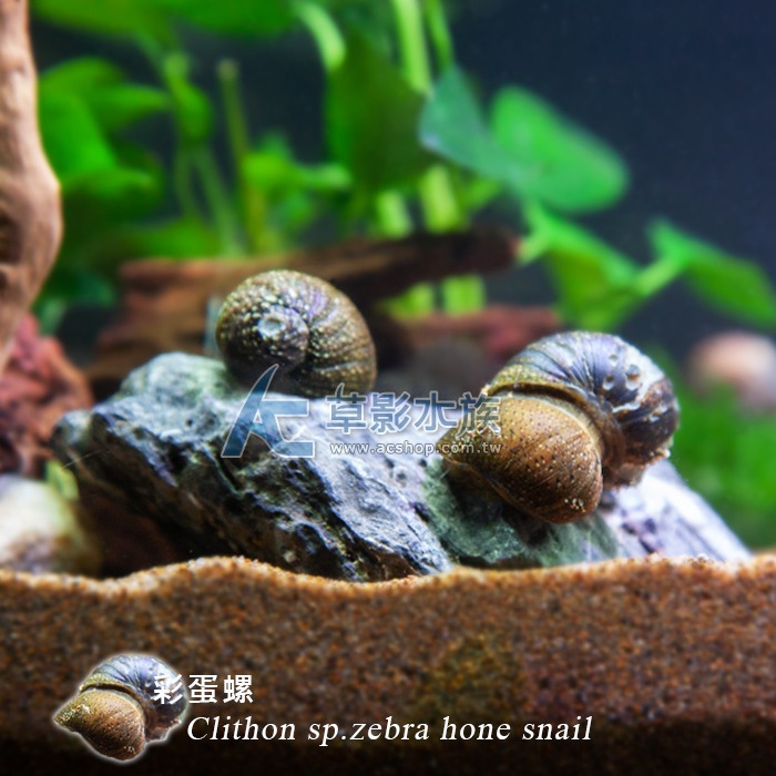 【AC草影】彩蛋螺【一隻】清潔螺 魚缸螺 除藻 食藻螺 魚缸清潔螺-細節圖2