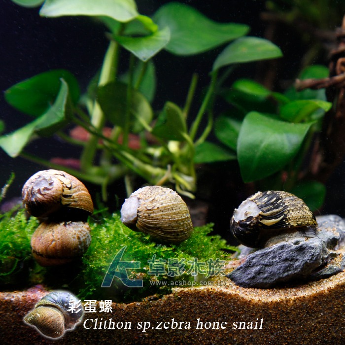 【AC草影】彩蛋螺【一隻】清潔螺 魚缸螺 除藻 食藻螺 魚缸清潔螺-細節圖3