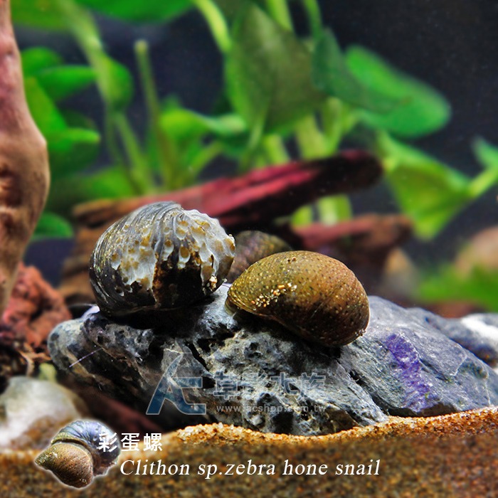 【AC草影】彩蛋螺【一隻】清潔螺 魚缸螺 除藻 食藻螺 魚缸清潔螺-細節圖4