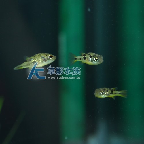 【AC草影】巧克力娃娃【一隻】FAA01034 觀賞魚 娃娃魚 吃螺 吃蝸牛 蝸牛剋星-細節圖2