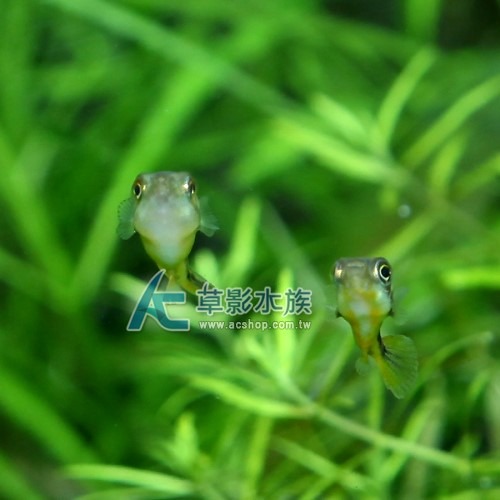 【AC草影】巧克力娃娃【一隻】FAA01034 觀賞魚 娃娃魚 吃螺 吃蝸牛 蝸牛剋星-細節圖3