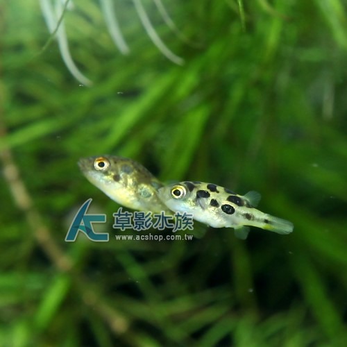 【AC草影】巧克力娃娃【一隻】FAA01034 觀賞魚 娃娃魚 吃螺 吃蝸牛 蝸牛剋星-細節圖4