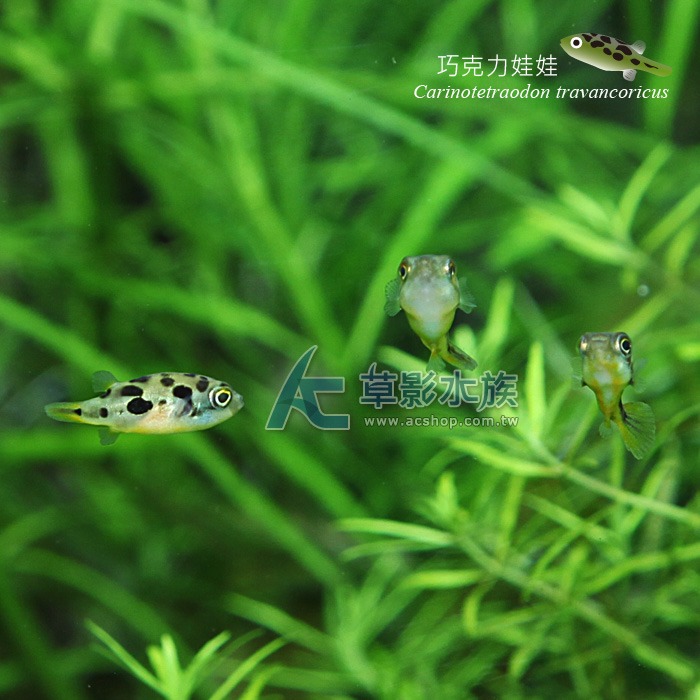 【AC草影】巧克力娃娃【一隻】FAA01034 觀賞魚 娃娃魚 吃螺 吃蝸牛 蝸牛剋星-細節圖5