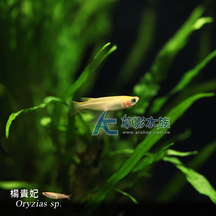 【AC草影】楊貴妃【五隻】稻田魚 觀賞魚 燈科魚-細節圖2