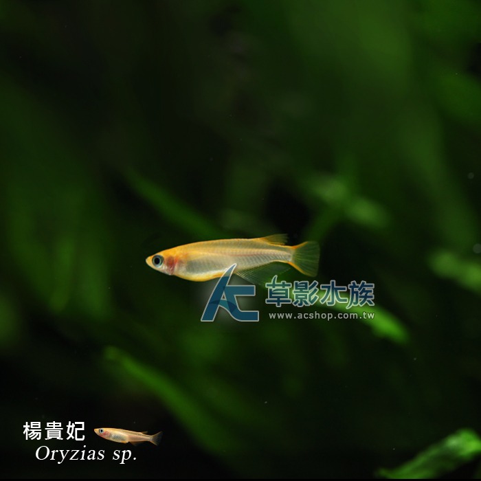 【AC草影】楊貴妃【五隻】稻田魚 觀賞魚 燈科魚-細節圖3
