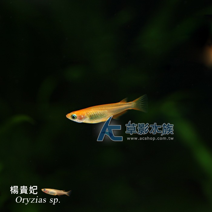 【AC草影】楊貴妃【五隻】稻田魚 觀賞魚 燈科魚-細節圖4