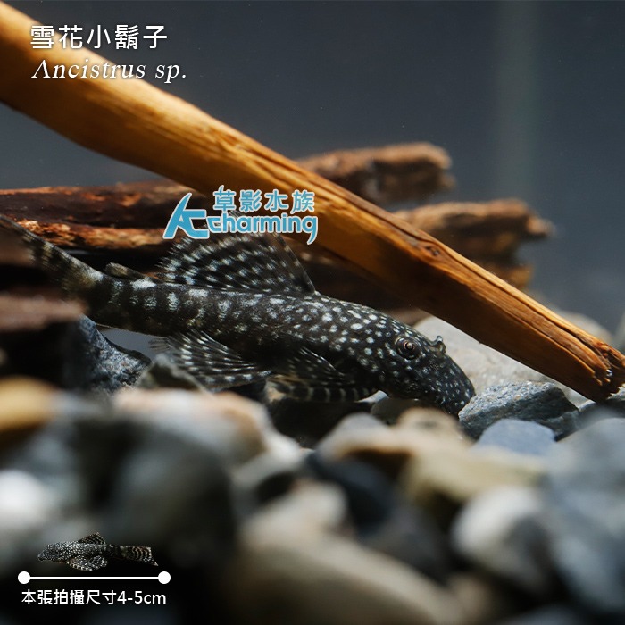 【AC草影】雪花小鬍子【三隻】除藻 清潔魚缸-細節圖2