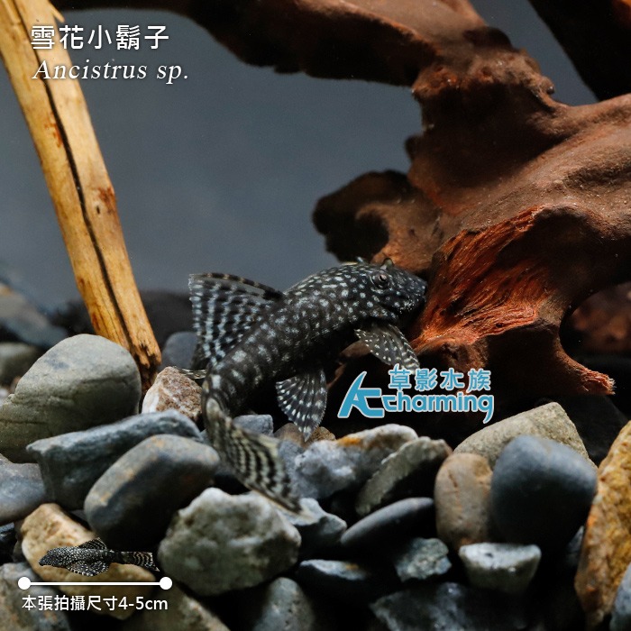 【AC草影】雪花小鬍子【三隻】除藻 清潔魚缸-細節圖3