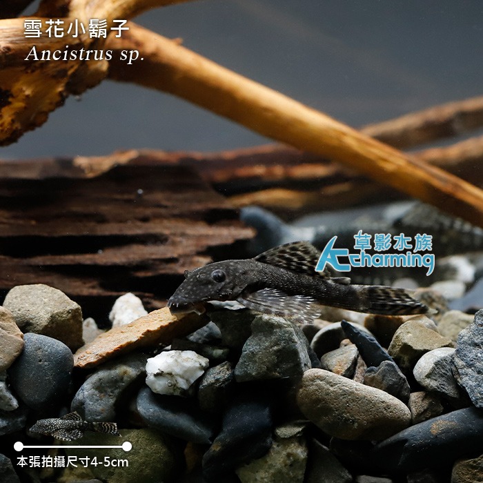 【AC草影】雪花小鬍子【三隻】除藻 清潔魚缸-細節圖4