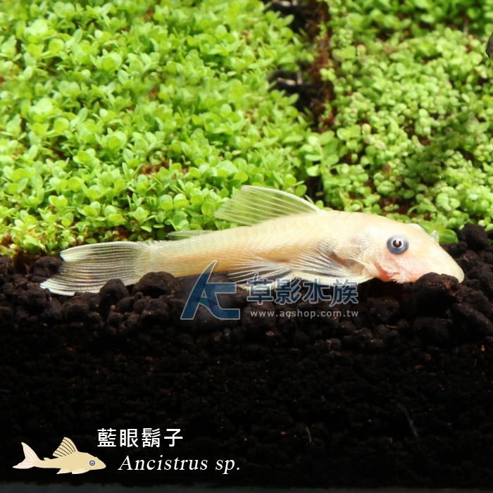 【AC草影】藍眼大鬍子【兩隻】除藻 清潔藻類 去苔 除藻生物 鬍子異形-細節圖4