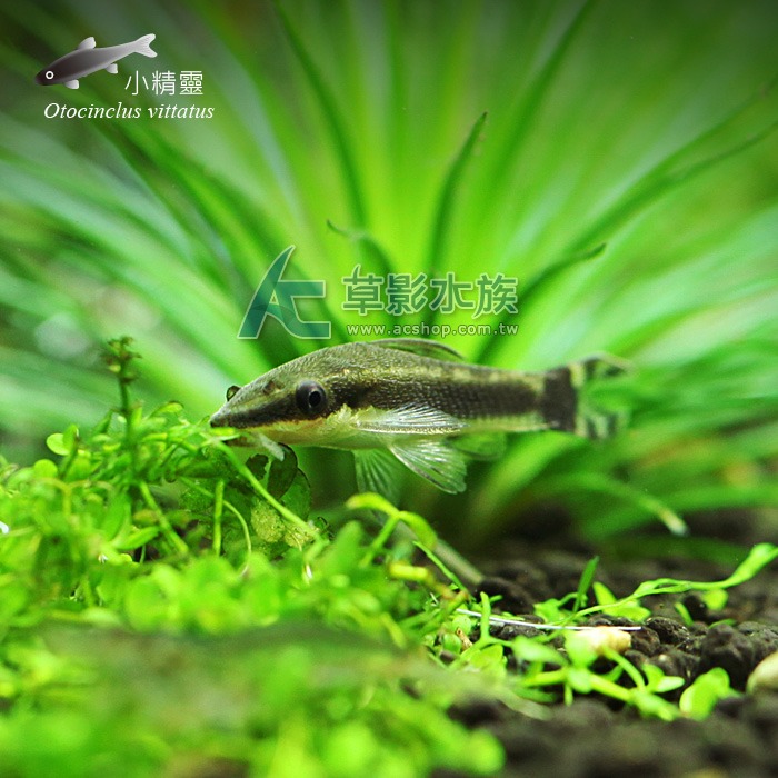 【AC草影】小精靈【兩隻】燈科魚 觀賞魚 小精靈-細節圖2