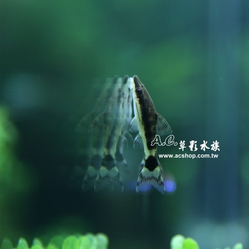 【AC草影】小精靈【兩隻】燈科魚 觀賞魚 小精靈-細節圖3