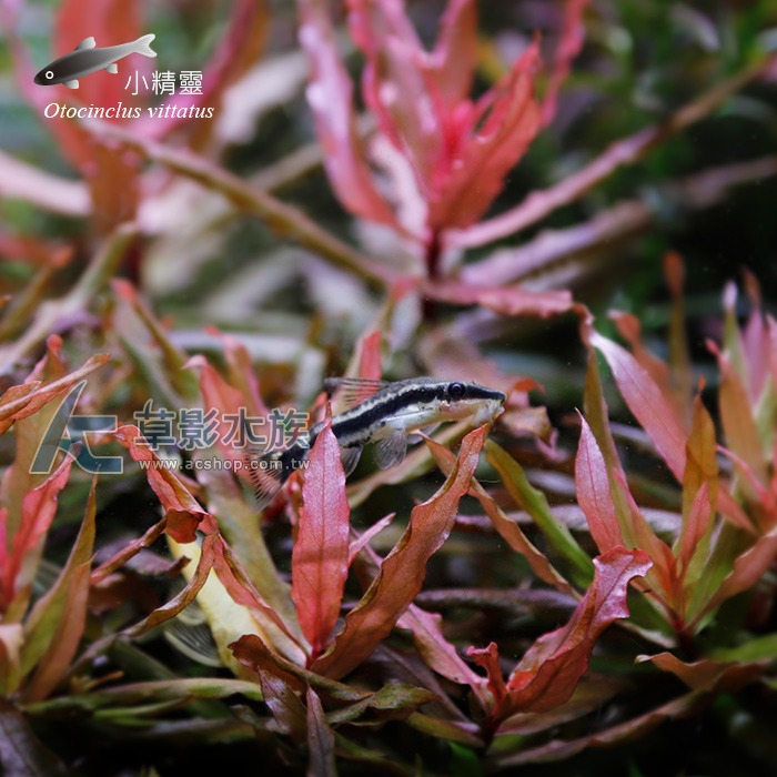 【AC草影】小精靈【兩隻】燈科魚 觀賞魚 小精靈-細節圖4