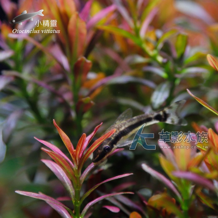 【AC草影】小精靈【兩隻】燈科魚 觀賞魚 小精靈-細節圖5