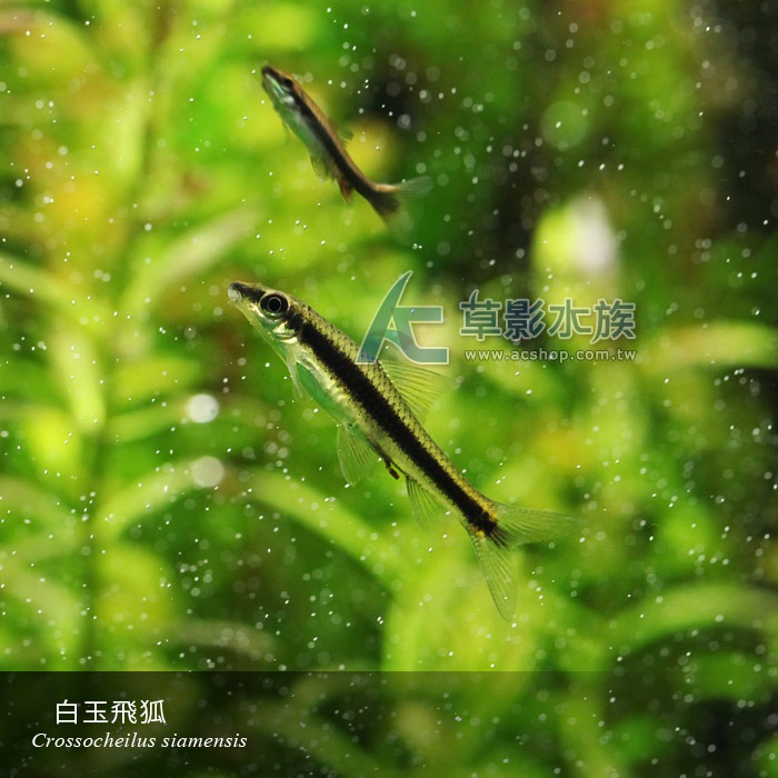 【AC草影】白玉飛狐【一份】除藻生物 清潔藻類 魚缸黑毛藻 絲狀藻清潔 除藻-細節圖2