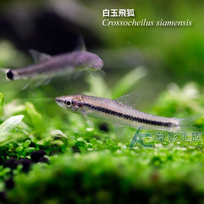 【AC草影】白玉飛狐【一份】除藻生物 清潔藻類 魚缸黑毛藻 絲狀藻清潔 除藻-細節圖3