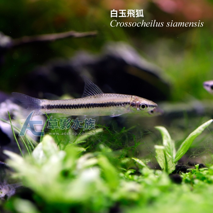 【AC草影】白玉飛狐【一份】除藻生物 清潔藻類 魚缸黑毛藻 絲狀藻清潔 除藻-細節圖4