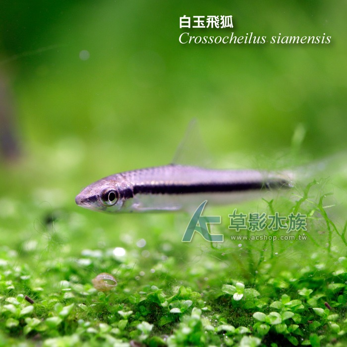 【AC草影】白玉飛狐【一份】除藻生物 清潔藻類 魚缸黑毛藻 絲狀藻清潔 除藻-細節圖5
