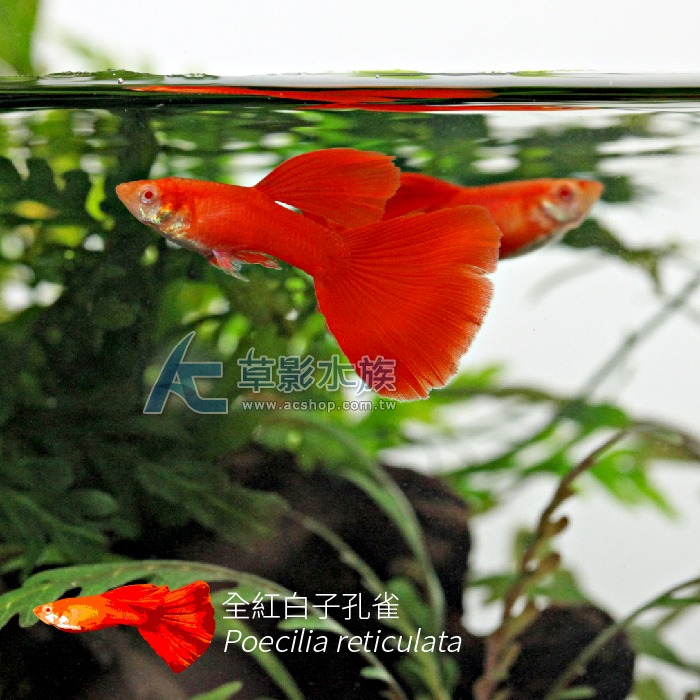 【AC草影】全紅白子孔雀（對魚）【一對】觀賞魚 孔雀魚 燈科魚-細節圖2
