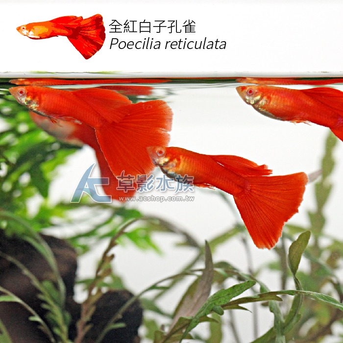 【AC草影】全紅白子孔雀（對魚）【一對】觀賞魚 孔雀魚 燈科魚-細節圖3