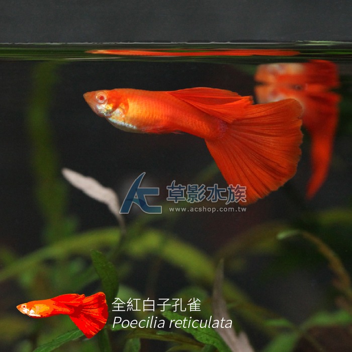【AC草影】全紅白子孔雀（對魚）【一對】觀賞魚 孔雀魚 燈科魚-細節圖4