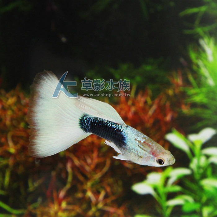 【AC草影】德系黃尾禮服孔雀（對魚）【一對】 觀賞魚 孔雀魚-細節圖2