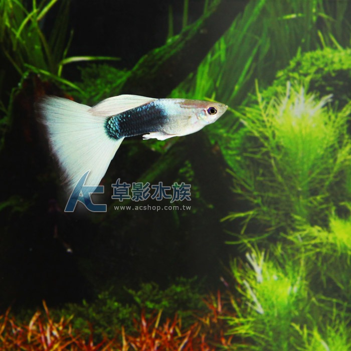 【AC草影】德系黃尾禮服孔雀（對魚）【一對】 觀賞魚 孔雀魚-細節圖3