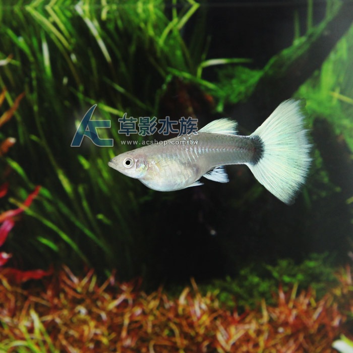 【AC草影】德系黃尾禮服孔雀（對魚）【一對】 觀賞魚 孔雀魚-細節圖4