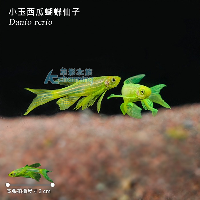 【AC草影】小玉西瓜蝴蝶仙子【兩隻】燈科魚 仙子 觀賞魚 斑馬魚-細節圖2
