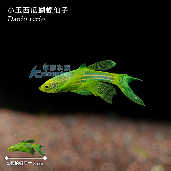 【AC草影】小玉西瓜蝴蝶仙子【兩隻】燈科魚 仙子 觀賞魚 斑馬魚-細節圖3