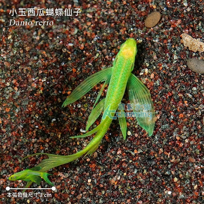 【AC草影】小玉西瓜蝴蝶仙子【兩隻】燈科魚 仙子 觀賞魚 斑馬魚-細節圖4