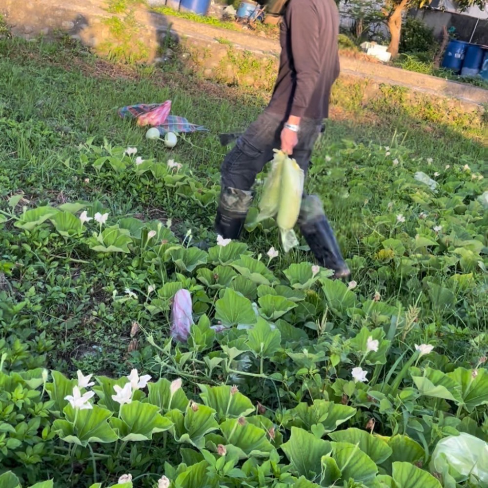 國產瓠瓜絲乾 干瓢卷   瓠瓜絲 瓠瓜乾 蒲瓜  傳統食材 浦瓜 瓠瓜 包壽司 酸菜豬肚蒲阿結湯(胡瓜-細節圖2